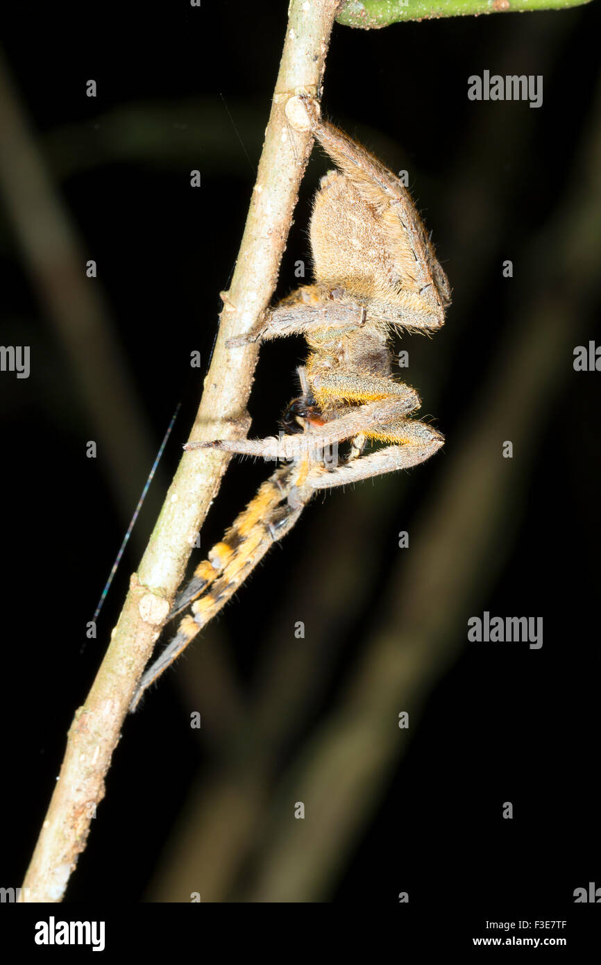 Vagabondaggio velenosi spider (Phoneutria sp.) nella foresta pluviale, Ecuador Foto Stock