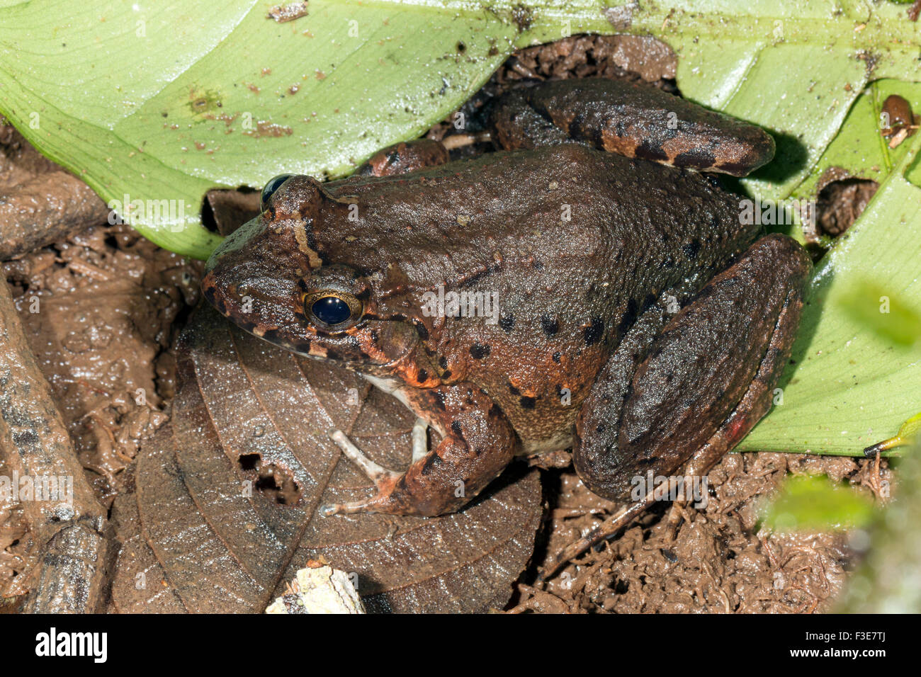 Giungla nana (Rana Leptodactylus wagneri) sul suolo della foresta pluviale, Ecuador Foto Stock