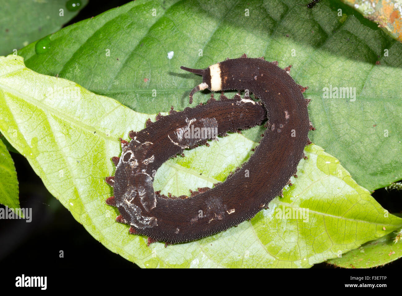 Peripatus (worm di velluto) su una foglia nella foresta pluviale sottobosco, Ecuador Foto Stock
