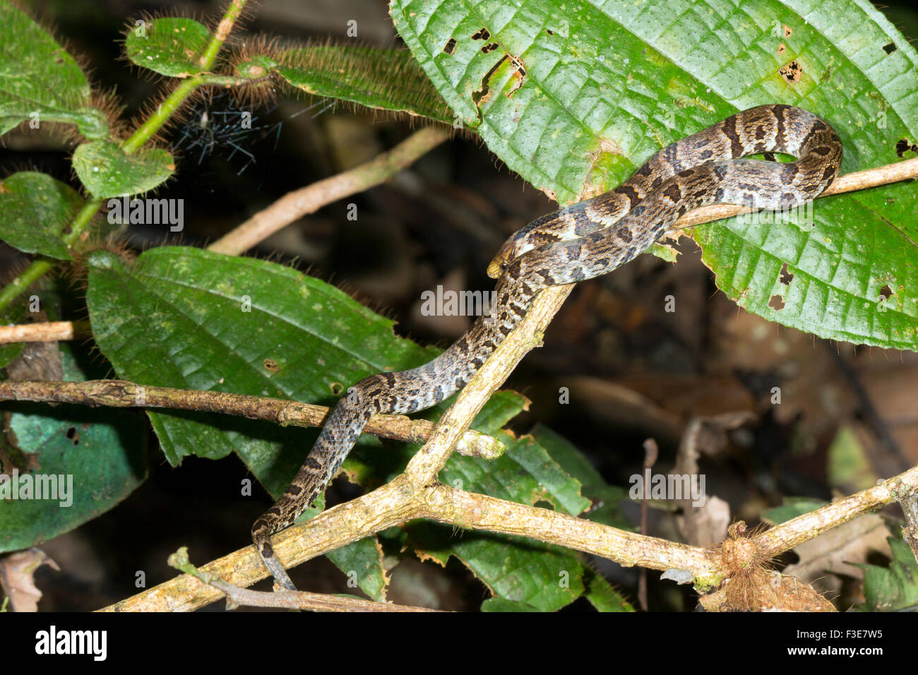 Grande massa Snake (Atractus major) nella foresta pluviale di notte, Ecuador Foto Stock