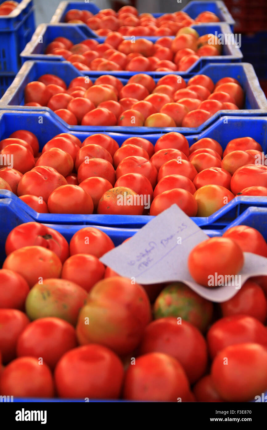 Scatole di pomodoro Foto Stock