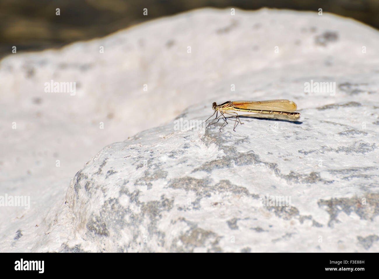 Dragonfly appollaiate su una roccia - insetti selvatici Foto Stock