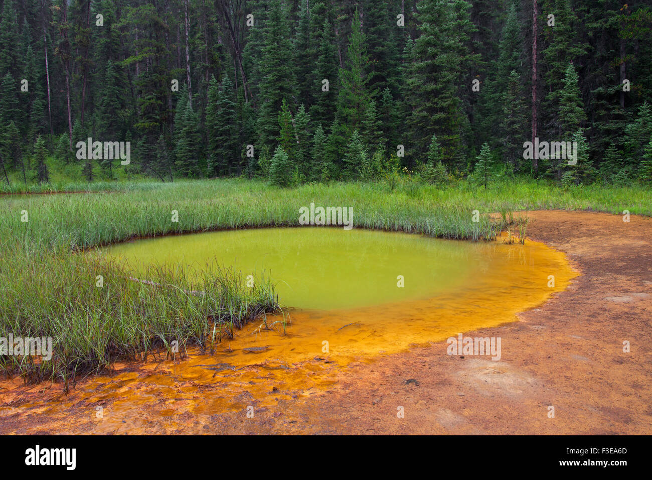 Paint Pots, ferro-freddo ricco di sorgenti minerali nel Kootenay National Park, British Columbia, Canada Foto Stock