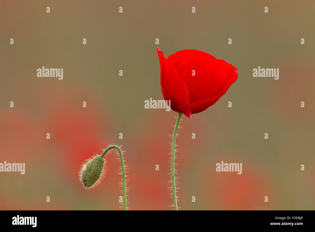 Papavero comune / rosso papavero (Papaver rhoeas) e fiore nascere nel campo in estate Foto Stock