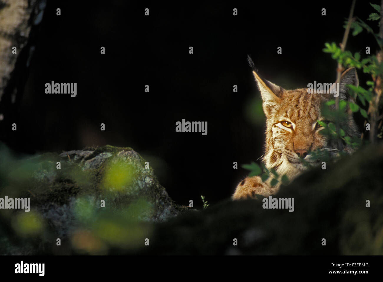 Eurasian (Lynx Lynx lynx) che giace nascosta in agguato nella foresta scura Foto Stock