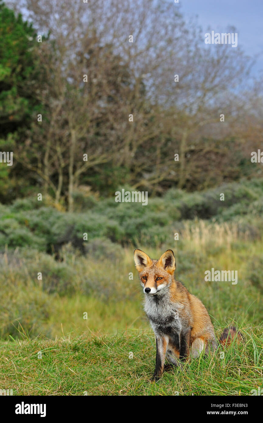Red Fox (Vulpes vulpes vulpes) seduta nella prateria a bordo della foresta in autunno Foto Stock