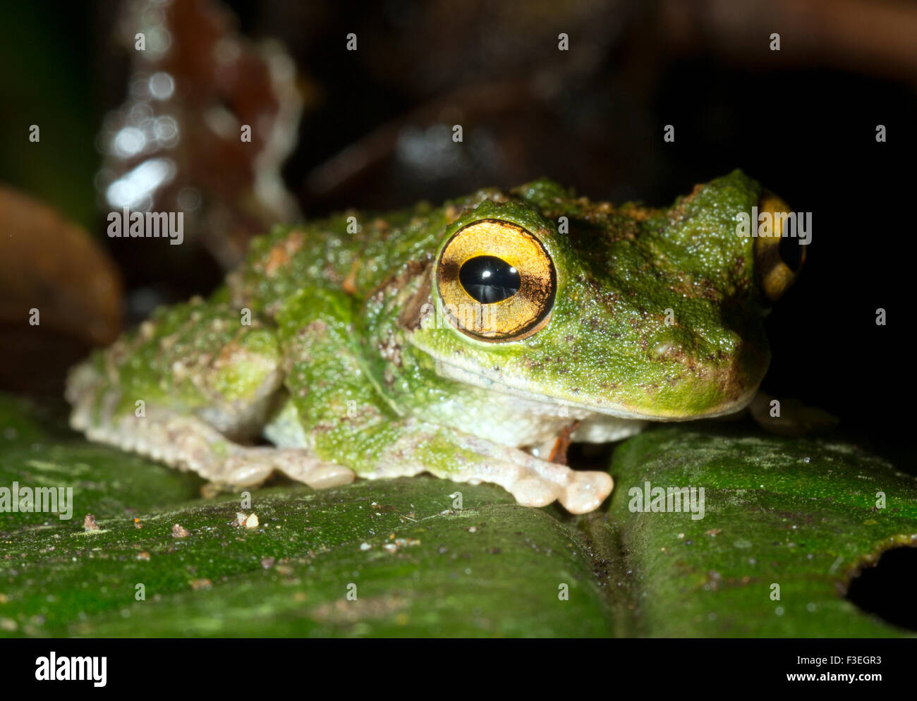 Buckley di zampe sottili Treefrog (Osteocephalus buckleyi). Su una foglia nella foresta pluviale, Ecuador. Foto Stock