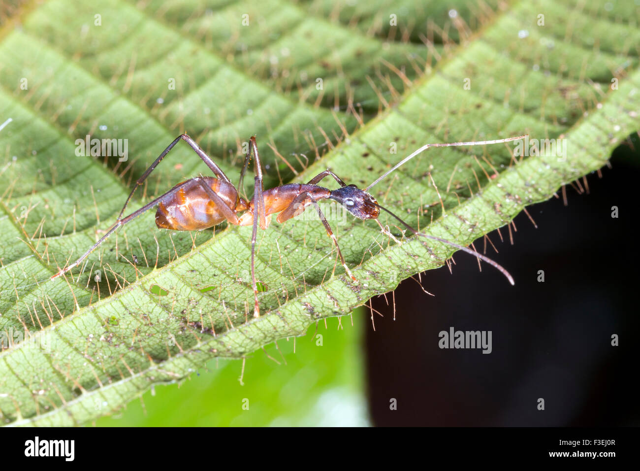 Grande ant su una foglia nella foresta pluviale, Ecuador Foto Stock
