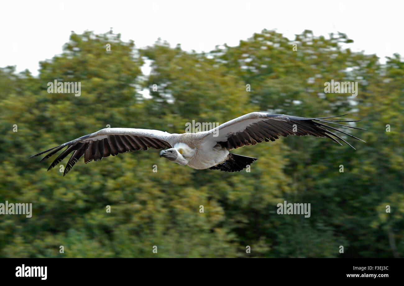 Avvoltoio in volo al Puy du Fou theme park Francia Foto Stock