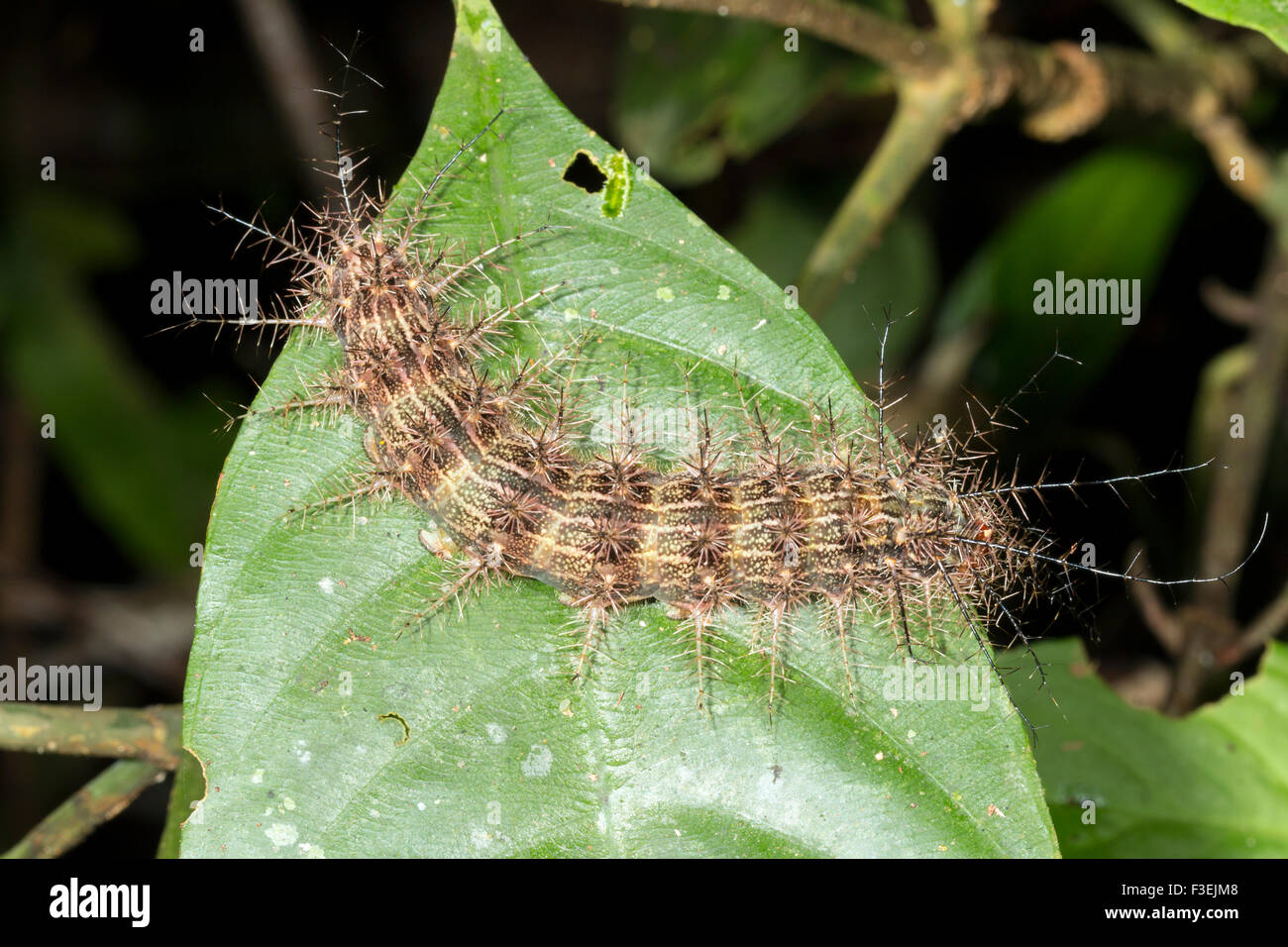 Larva di una falena, famiglia Saturniidae con velenosi i peli urticante nella foresta pluviale, Ecuador Foto Stock
