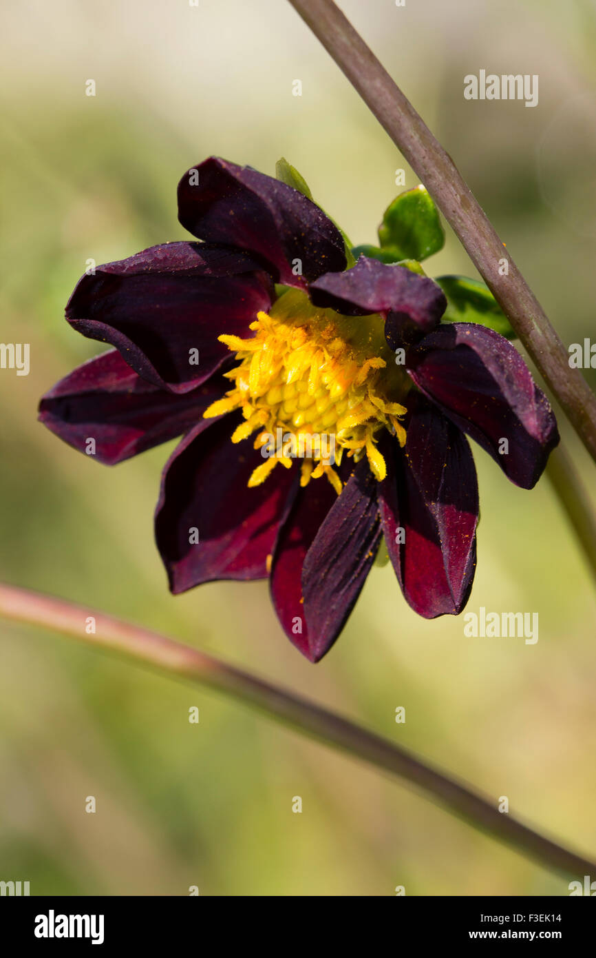 Unico fiore del debolmente al profumo di cioccolato ibrido, Dahlia x Cosmo  'Mexican' nero Foto stock - Alamy