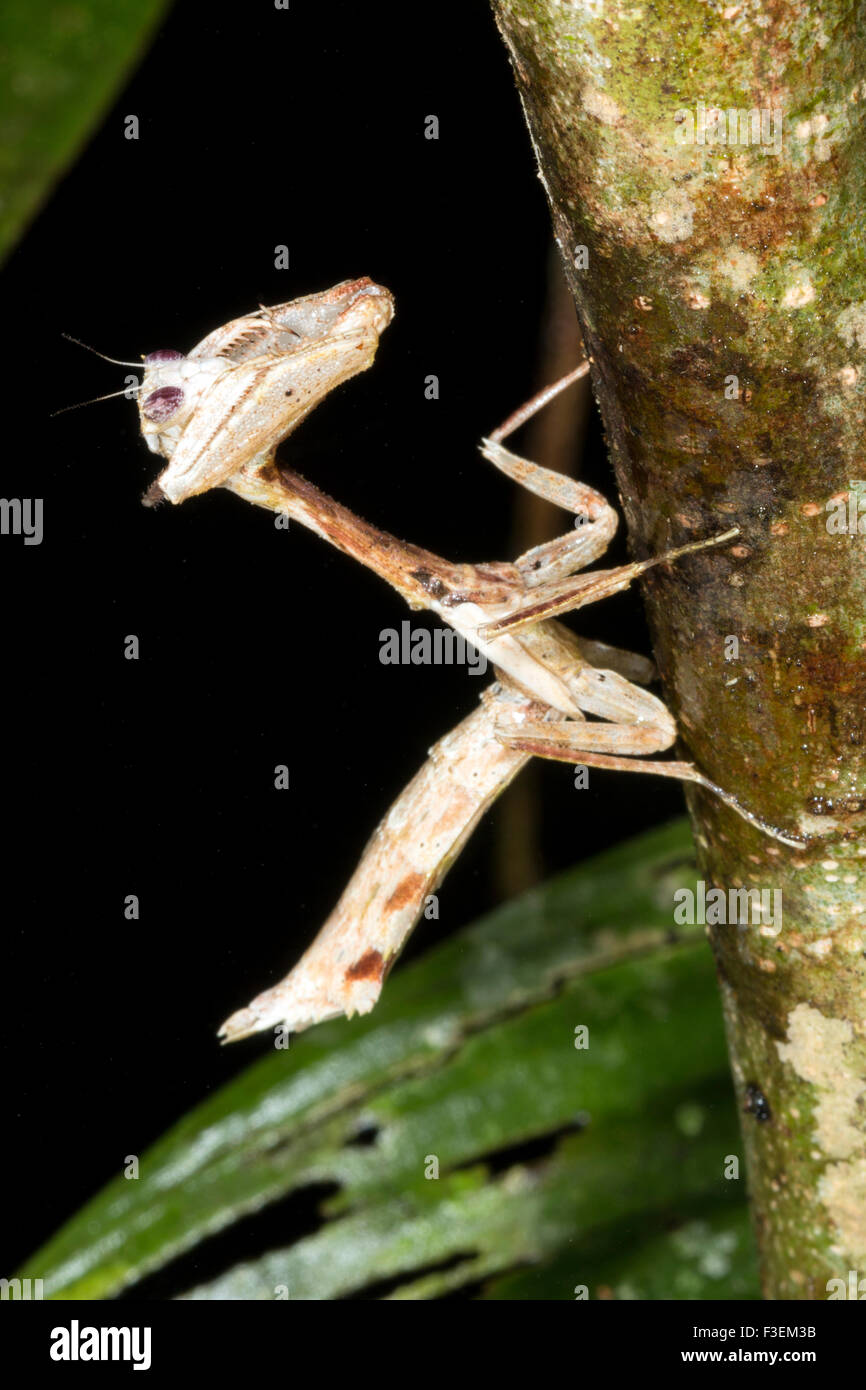 Leaf mimare mantis (Acanthops sp.) su una foresta pluviale tronco di albero in Ecuador Foto Stock