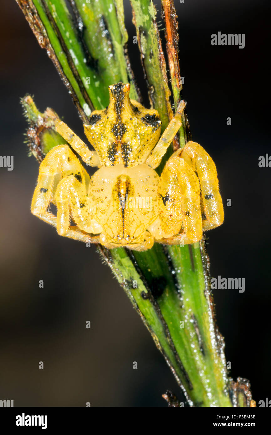 Fiore di mimare il ragno granchio (Epicadus heterogaster) famiglia Thomisidae, su una foglia nella foresta pluviale sottobosco, Ecuador Foto Stock