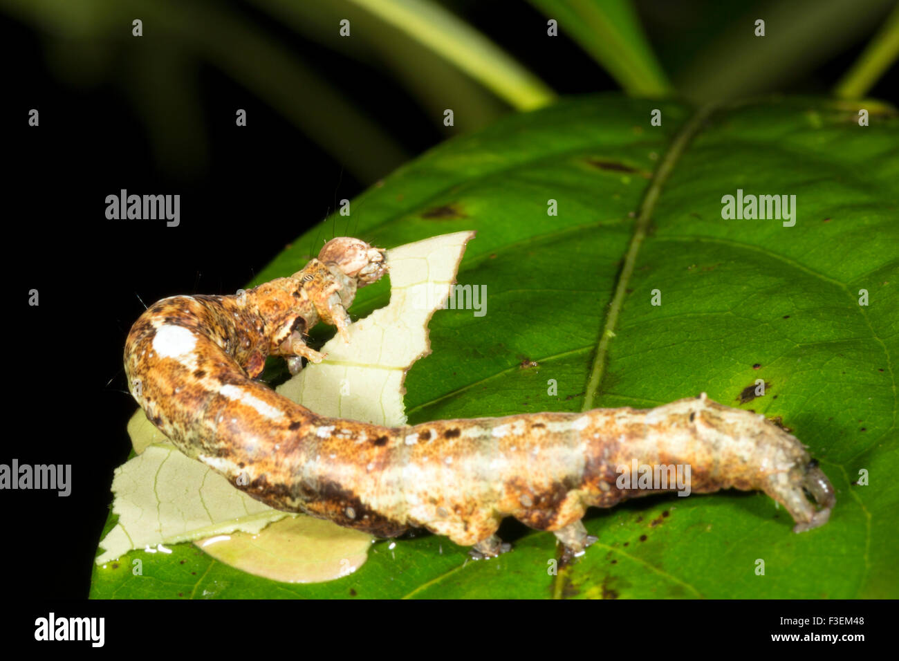 Caterpillar lepidotteri mangiare una foglia nella foresta pluviale sottobosco, Ecuador Foto Stock