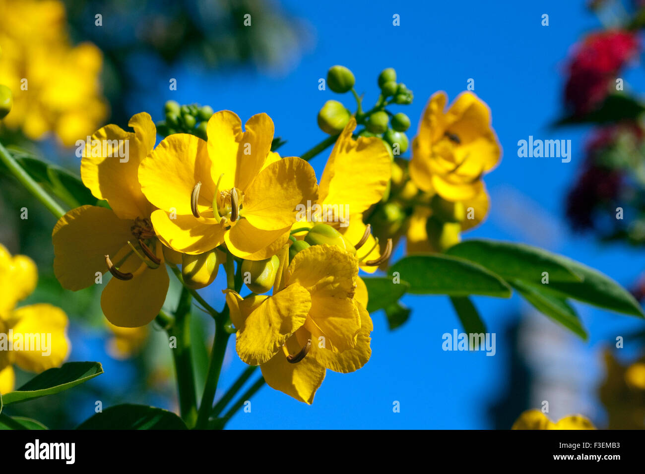 Chinesische; Senna; Cassia Foto Stock