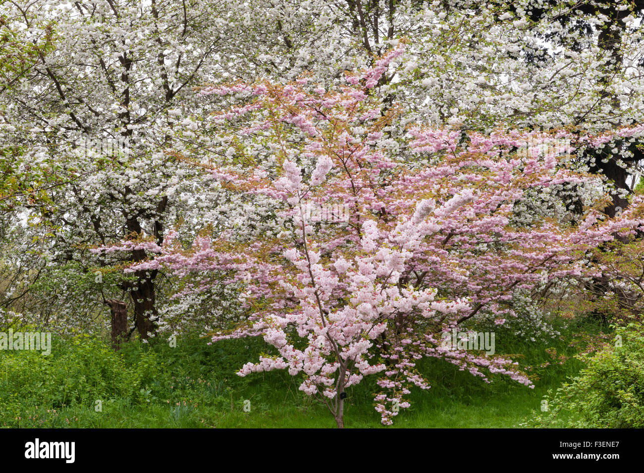 Il Royal Botanic Gardens, Kew, Londra, Regno Unito. Prunus 'Horinji', Prunus lannesiana 'Matsumae Hanazone', Prunus avium 'Grandiflora' Foto Stock