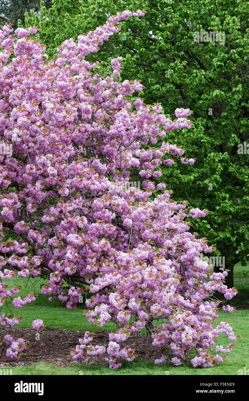Il Royal Botanic Gardens, Kew, Londra, UK (Kew Gardens). "Prunus Kanzan' con bagno turco nocciolo (Corylus colurna) in background Foto Stock