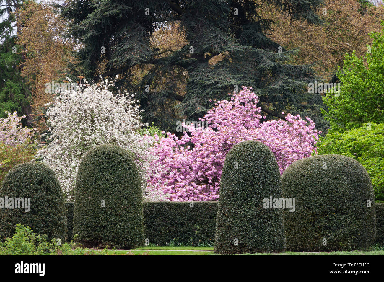 Il Royal Botanic Gardens, Kew, Londra, UK (Kew Gardens). La fioritura dei ciliegi in Primavera Foto Stock