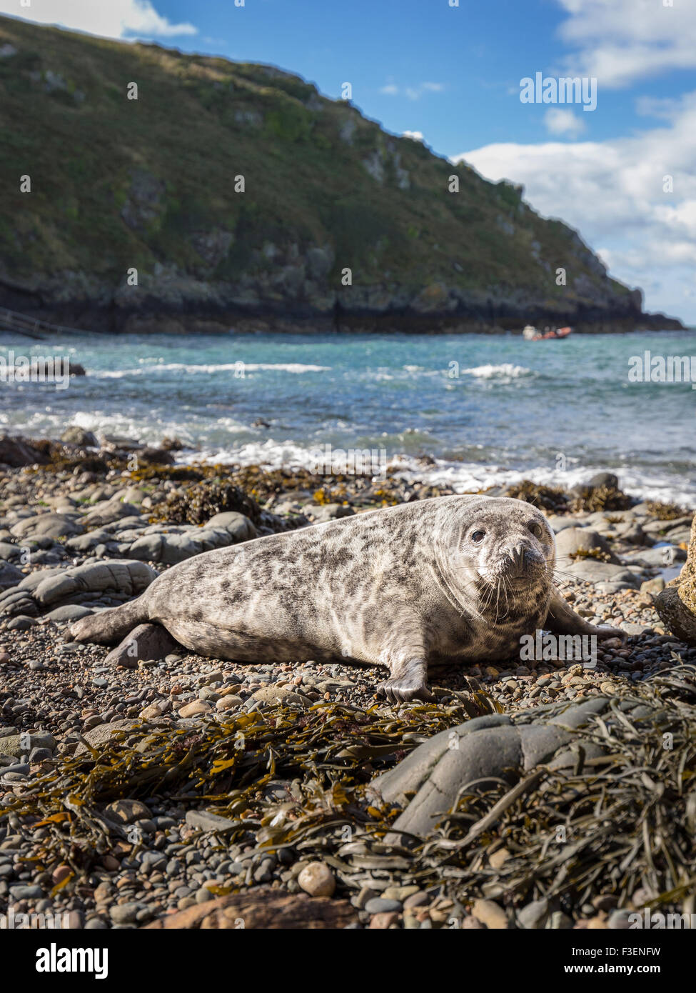 Guarnizione grigio (Halichoerus grypus) pup su una insenatura costiera in Pembrokeshire, Galles Foto Stock