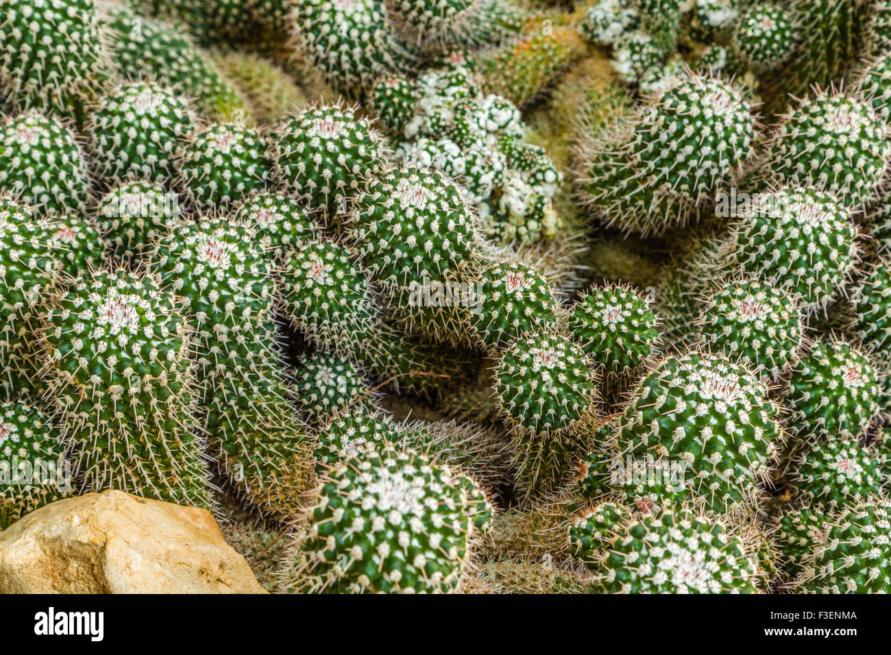 Verde cactus succulente con contorti e vermicular pale e un sacco di aghi Foto Stock