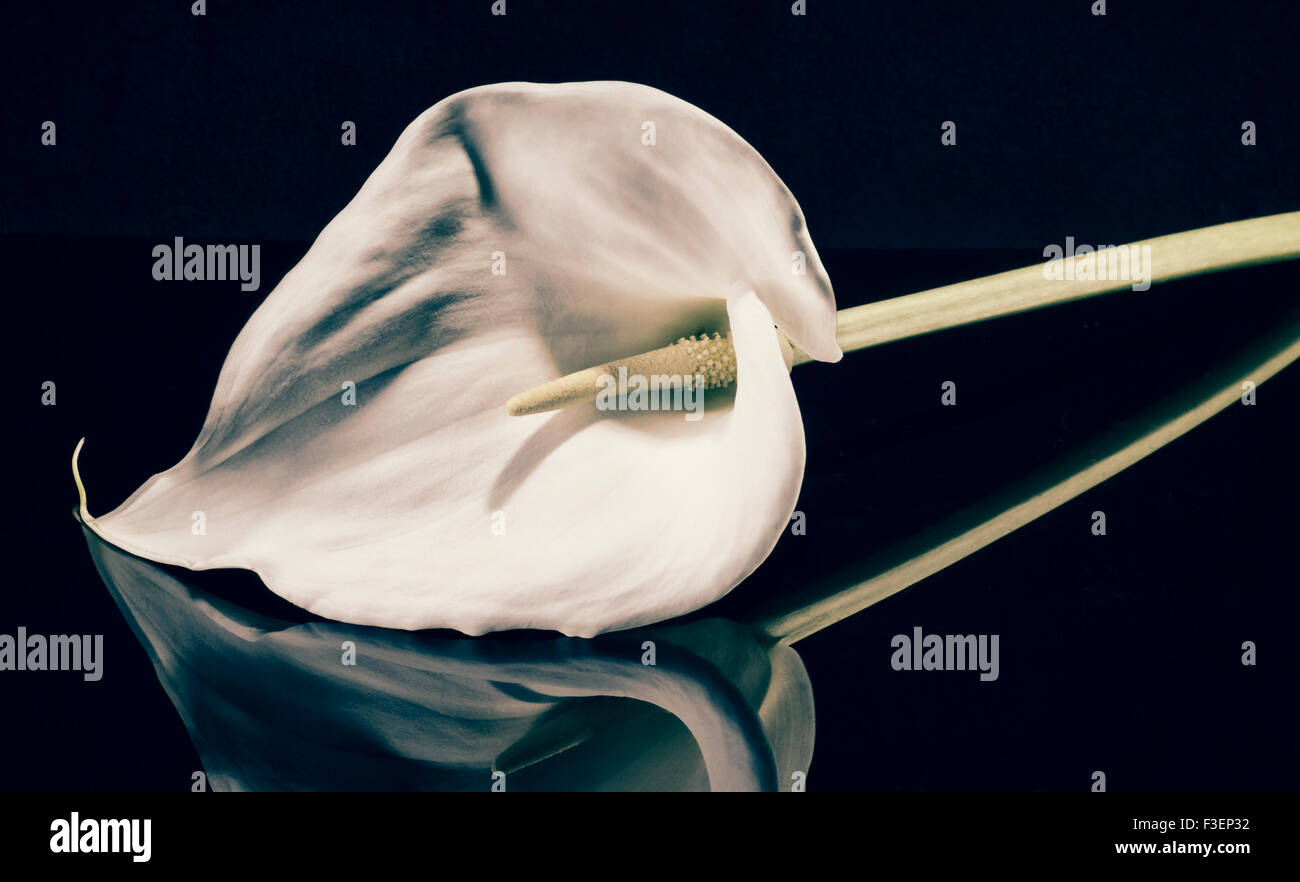 Calla Lilly fiore Foto Stock