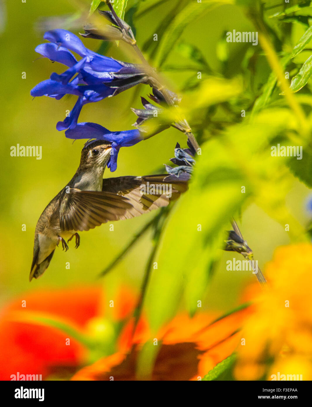Uccelli, Black Chinned Hummingbird aspirare nettore da anice fiore di salvia, Idaho Foto Stock