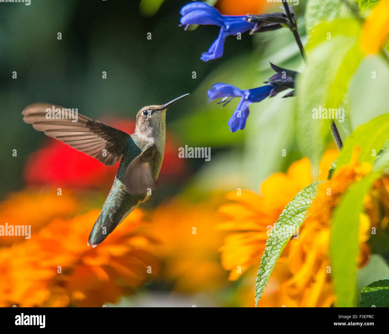 Uccelli, Black Chinned Hummingbird aspirare nettore da anice fiore di salvia, Idaho, Stati Uniti d'America Foto Stock