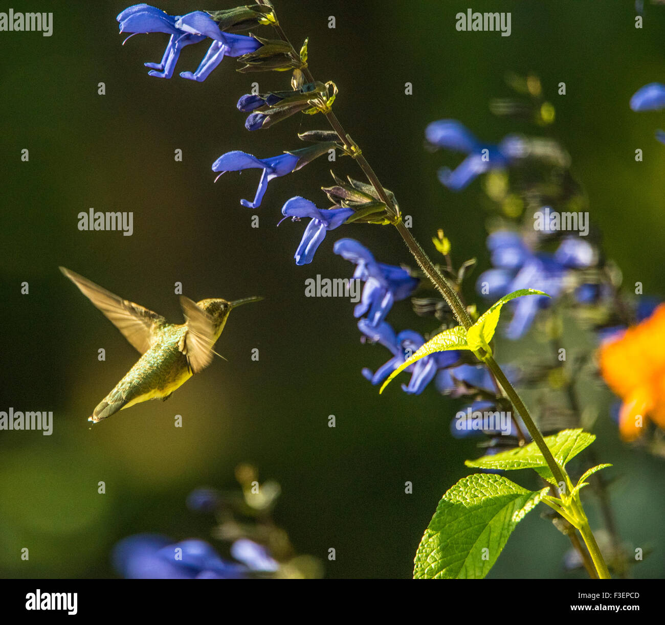 Uccelli, Black Chinned Hummingbird aspirare nettore da anice fiore di salvia, Idaho, Stati Uniti d'America Foto Stock