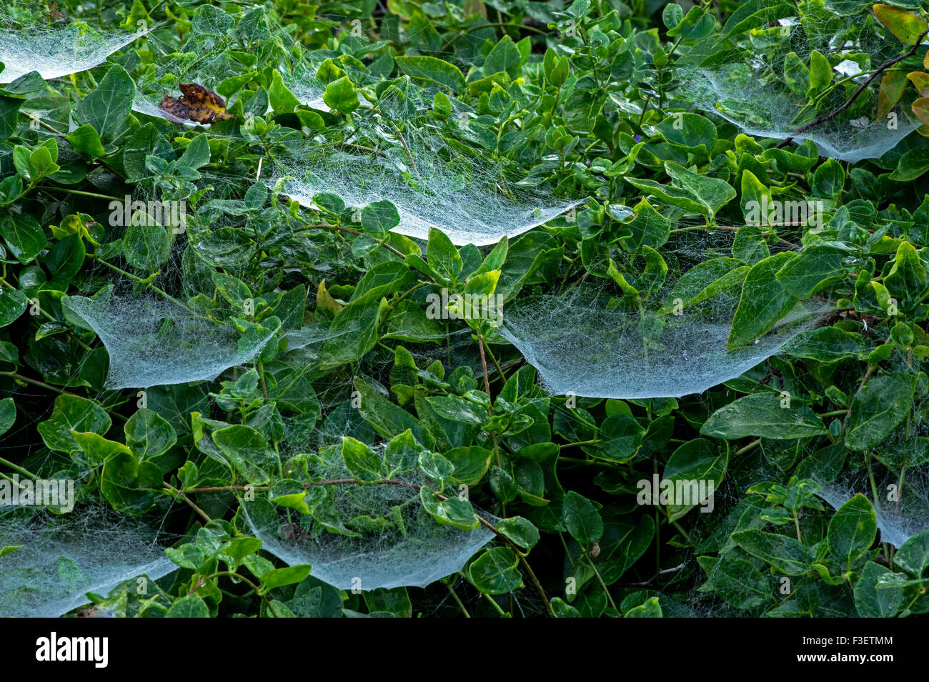 Queste ragni invece dei nastri familiare rendono una amaca web con una rete di fili sopra, preda colpisce le filettature e cade. Foto Stock