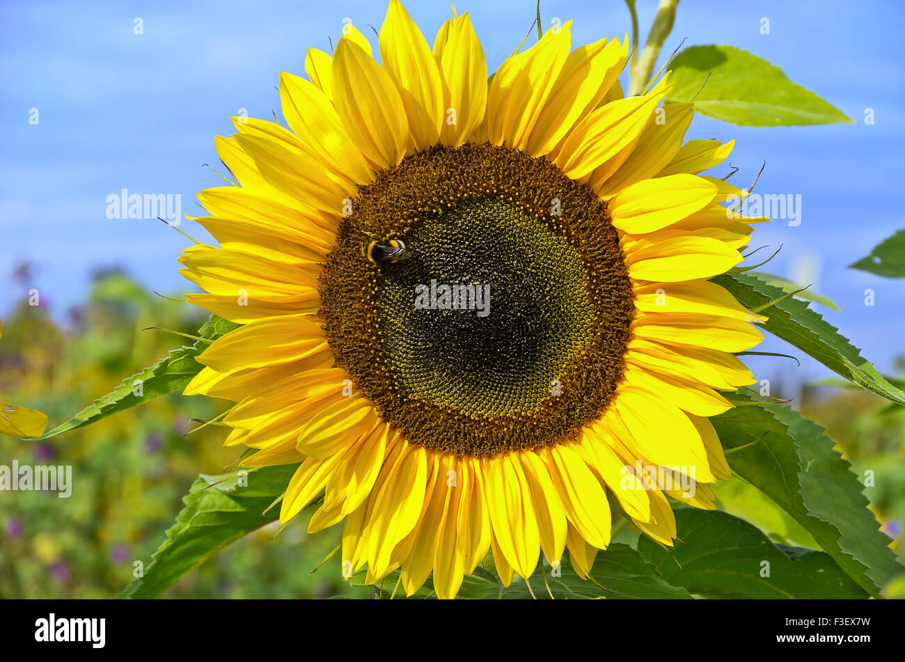 Un singolo sun flower e Bumble Bee. Foto Stock