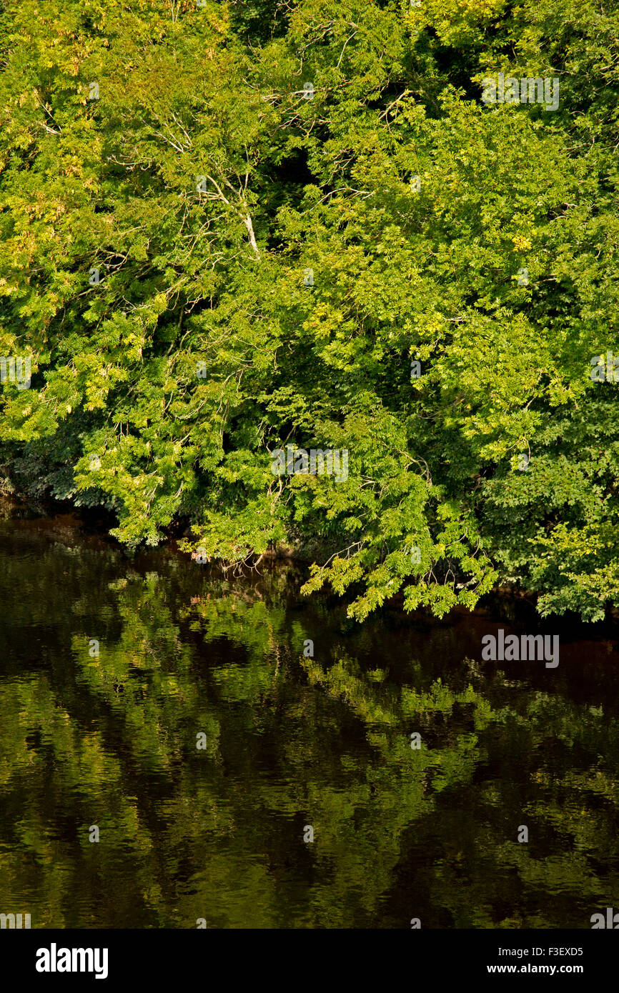 Riflessioni boscoso di banca del fiume Wye a inizio autunno Foto Stock
