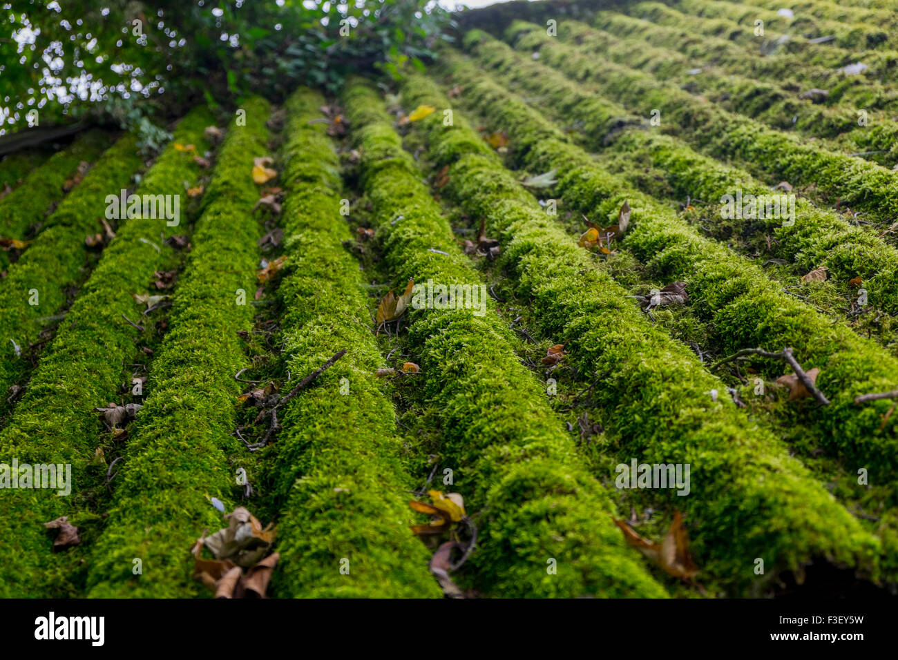 Il muschio cresce su una fattoria ondulato costruzione tetto, England, Regno Unito Foto Stock