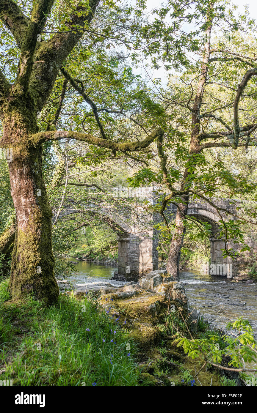 Riverside Oak Forest al Dartmoor National Park, Devon, Inghilterra, Regno Unito Foto Stock