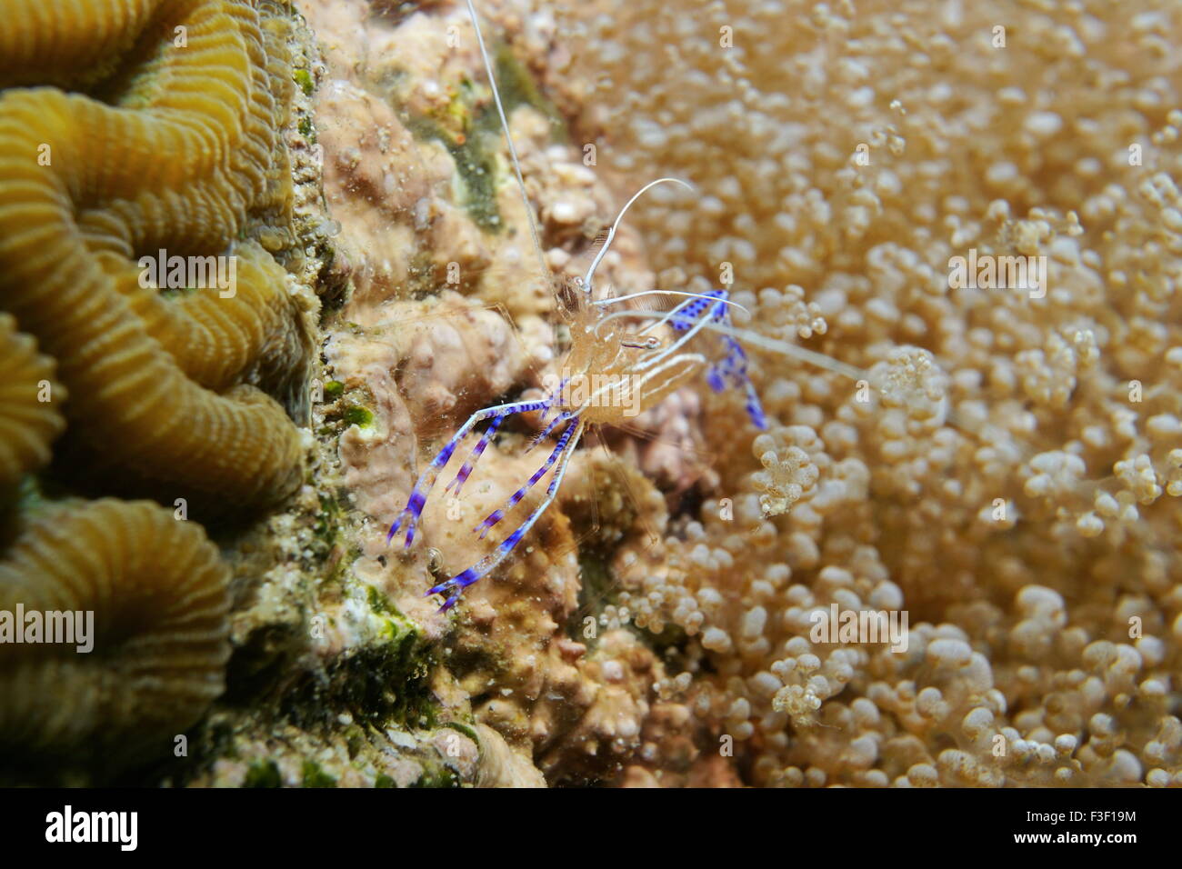 Sea Life, Pederson cleaner gamberetti, Ancylomenes pedersoni, Mar dei Caraibi Foto Stock
