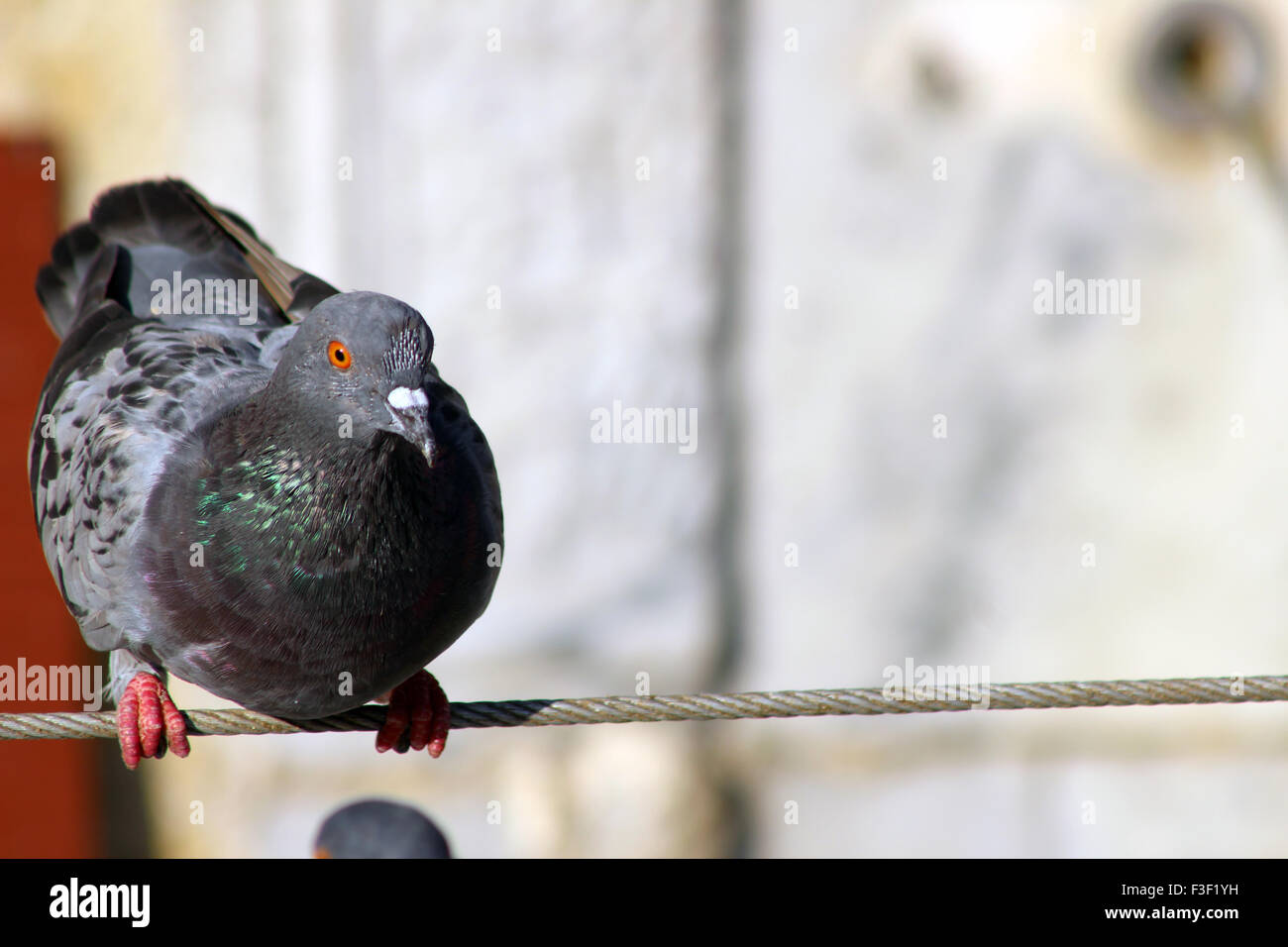 Un piccione viaggiatore in appoggio su un filo Foto Stock