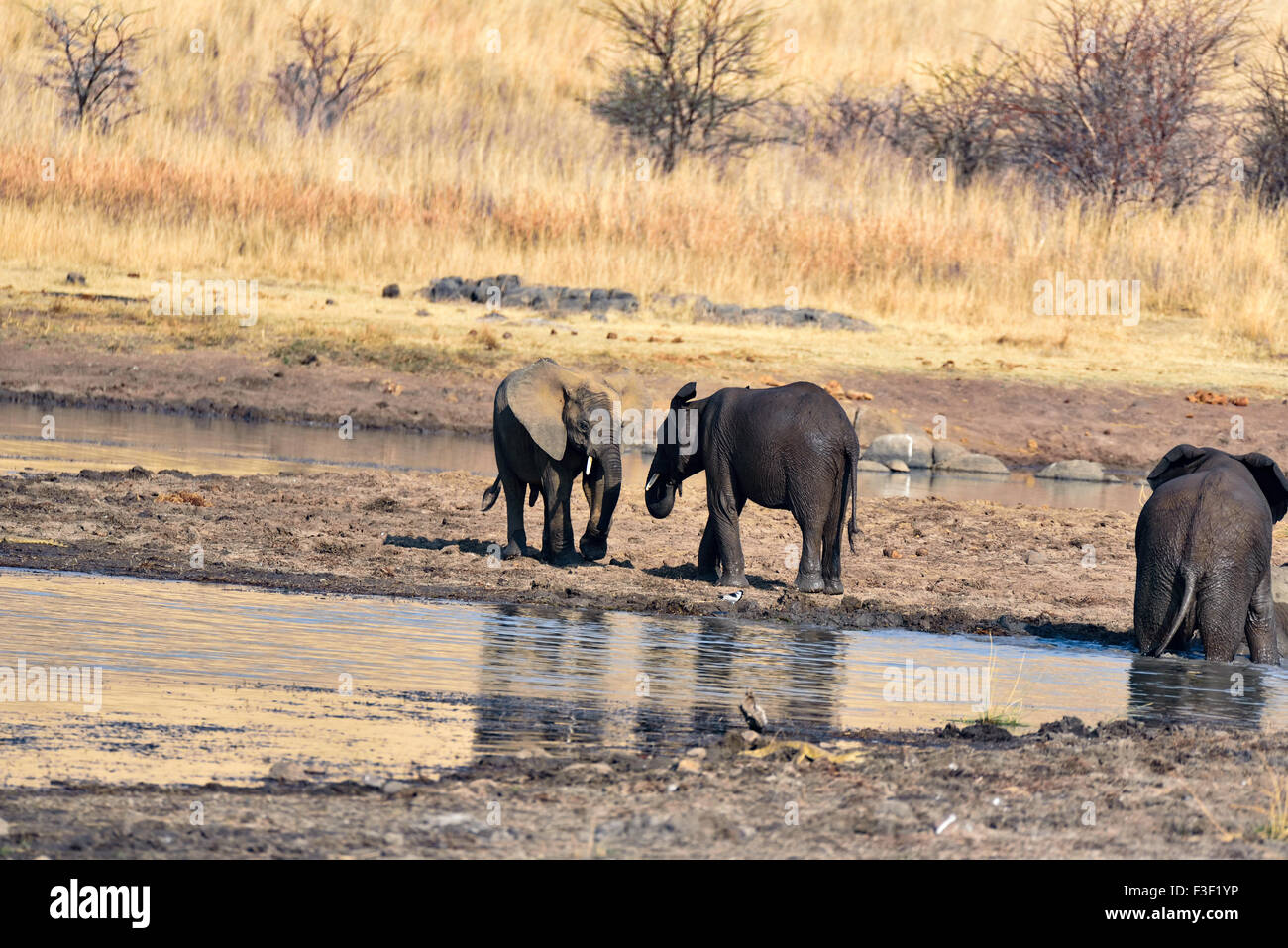 Tempo di gioco presso il foro di irrigazione Foto Stock