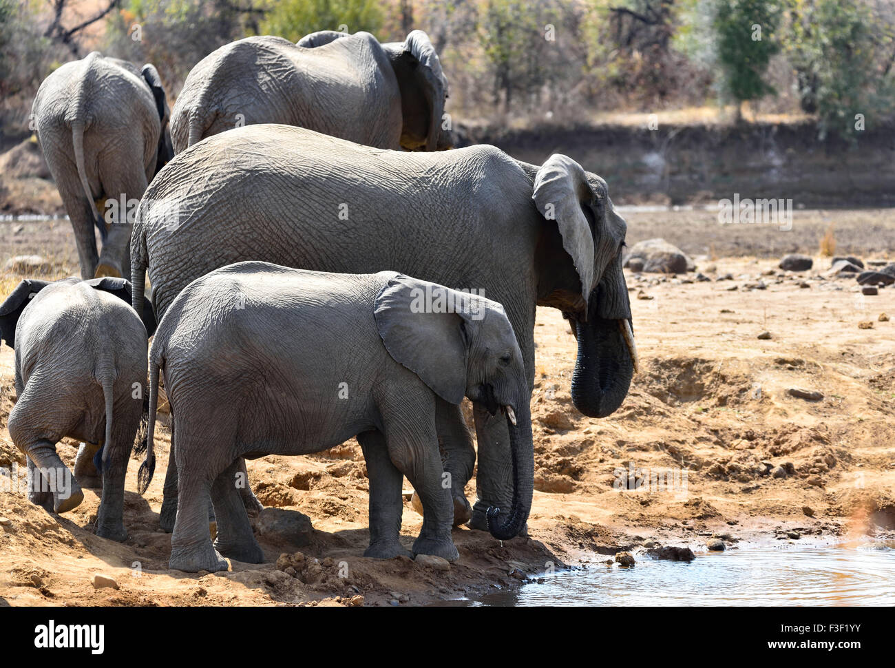 Noi siamo una famiglia! Foto Stock