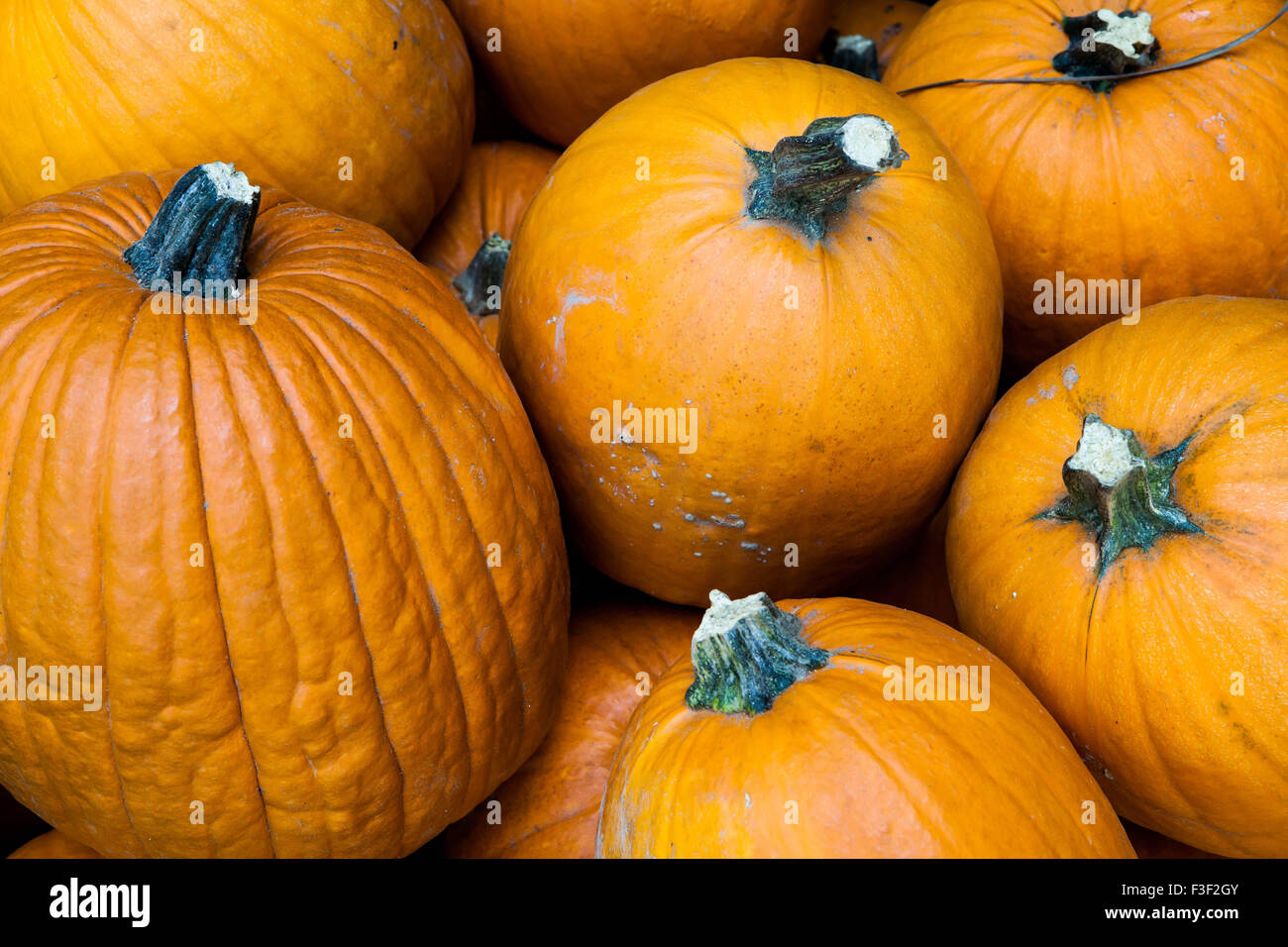 Pila di arancio brillante zucche Foto Stock