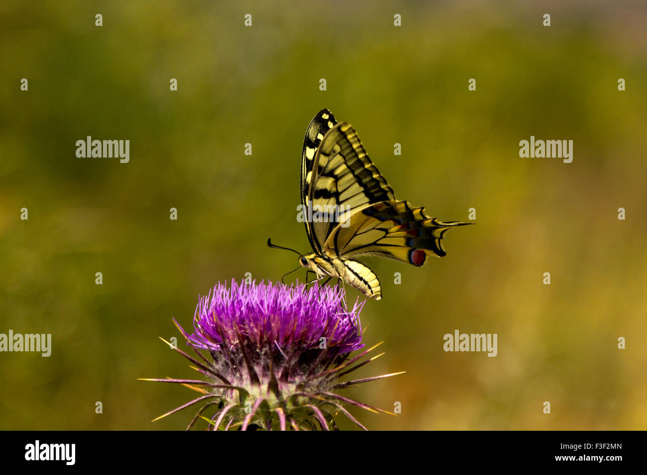 Una farfalla colorata seduto su un fiore. Foto Stock Una farfalla colorata seduto su un fiore. Foto Stock