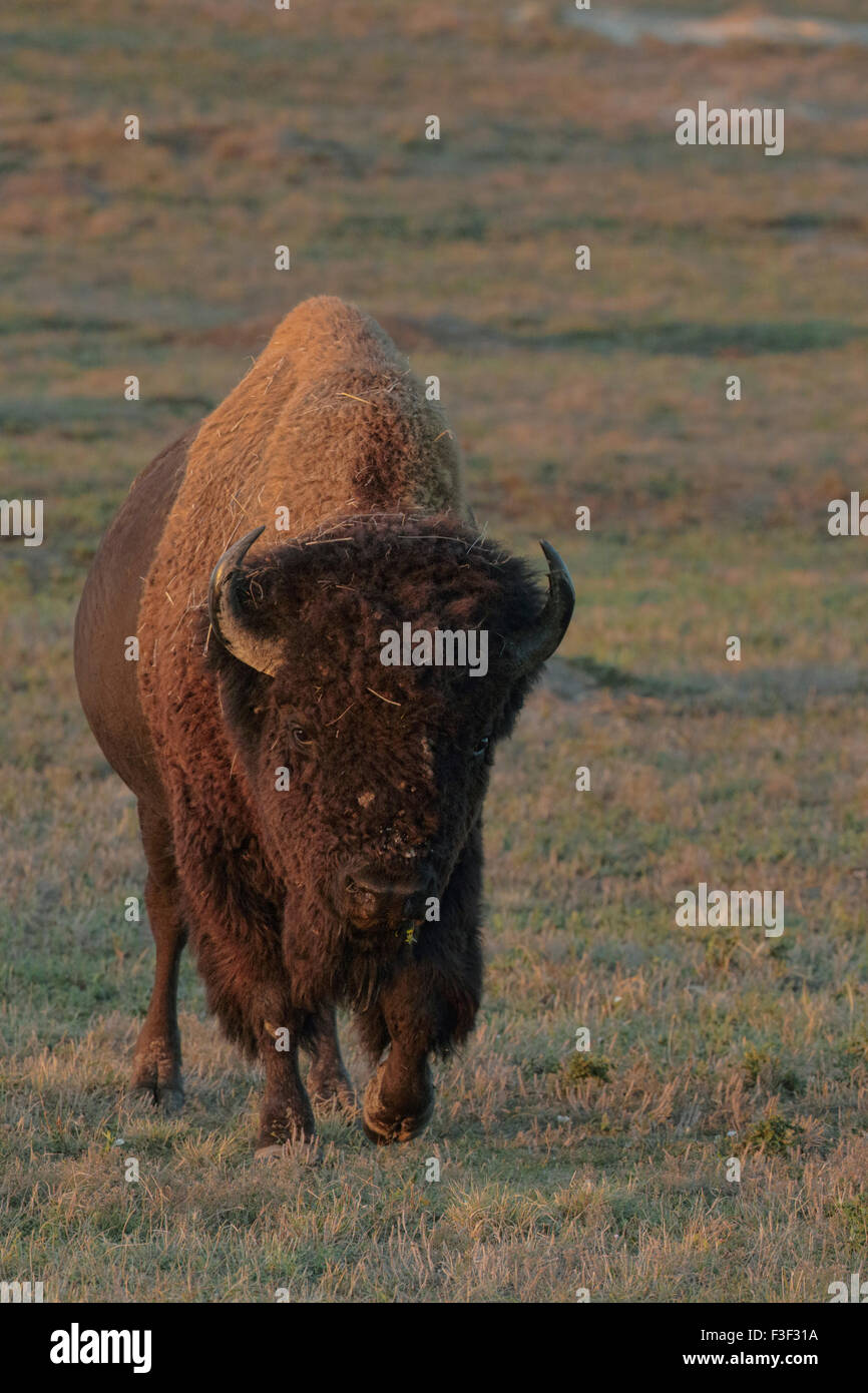 I bisonti americani (Bison bison), Parco nazionale Theodore Roosevelt, bull bison Foto Stock