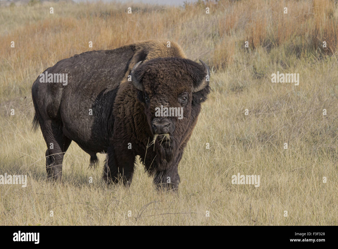 I bisonti americani (Bison bison), Parco nazionale Theodore Roosevelt Foto Stock