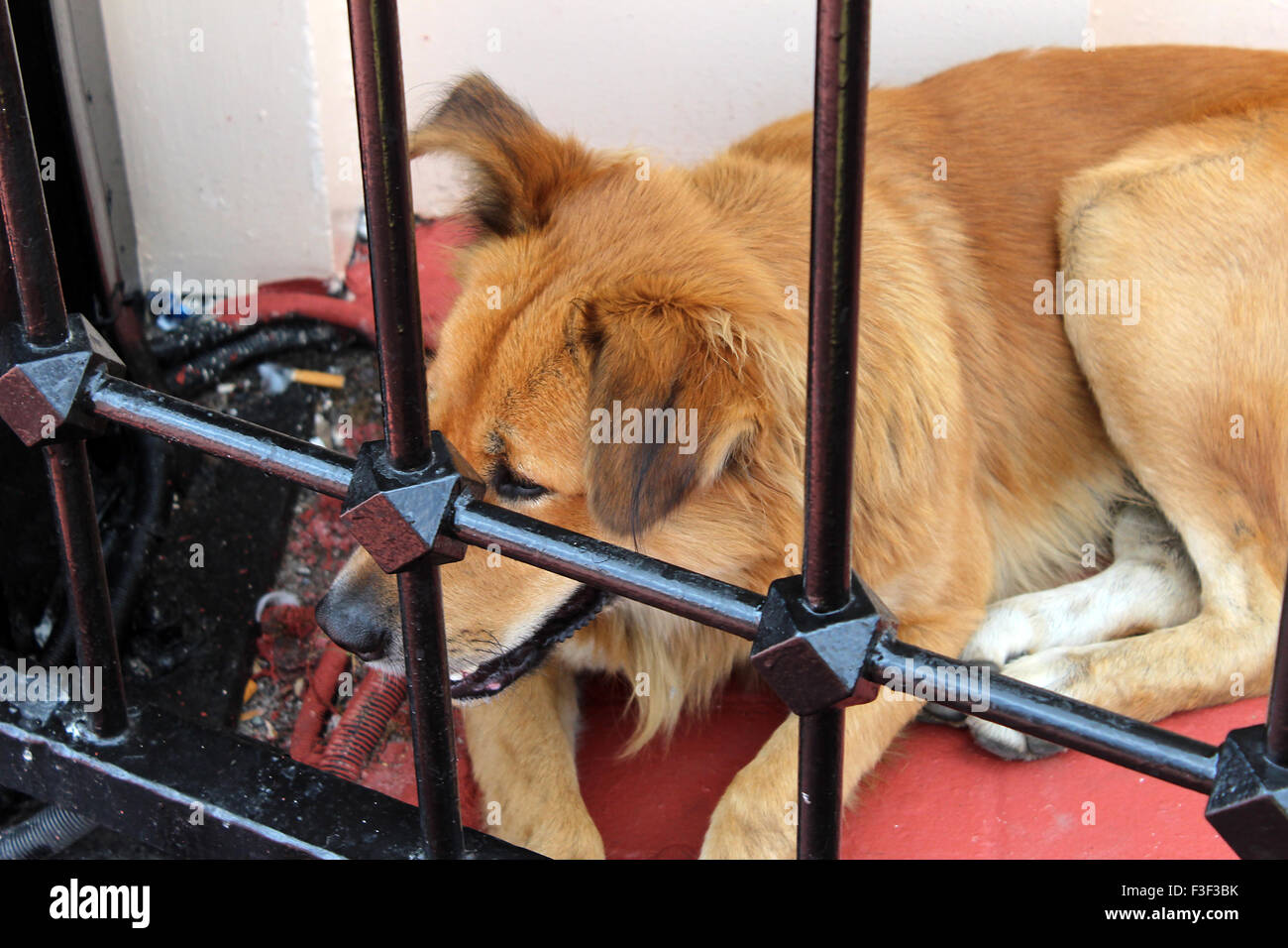 Capelli castani cane randagio al di fuori di Istanbul Foto Stock