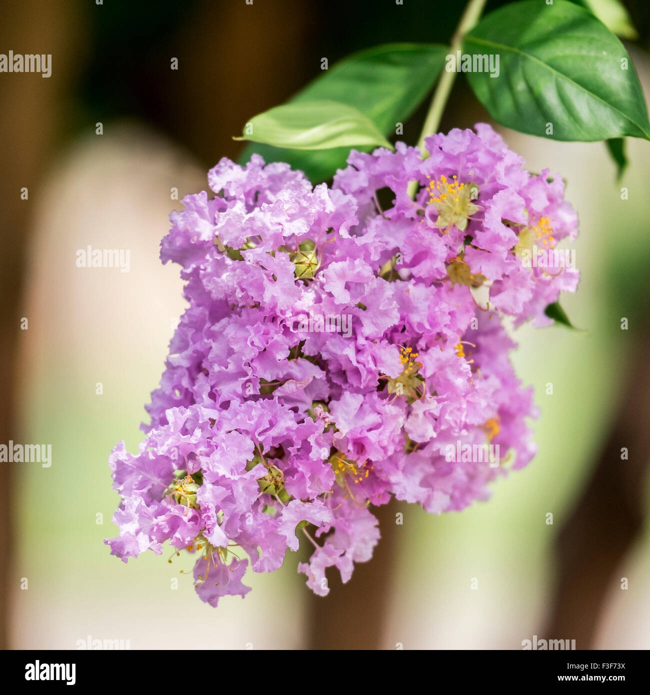 Il mirto di colza, Lagerstroemia indica la fioritura della ‘Lavanda degli uccelli in anticipo’. STATI UNITI Foto Stock