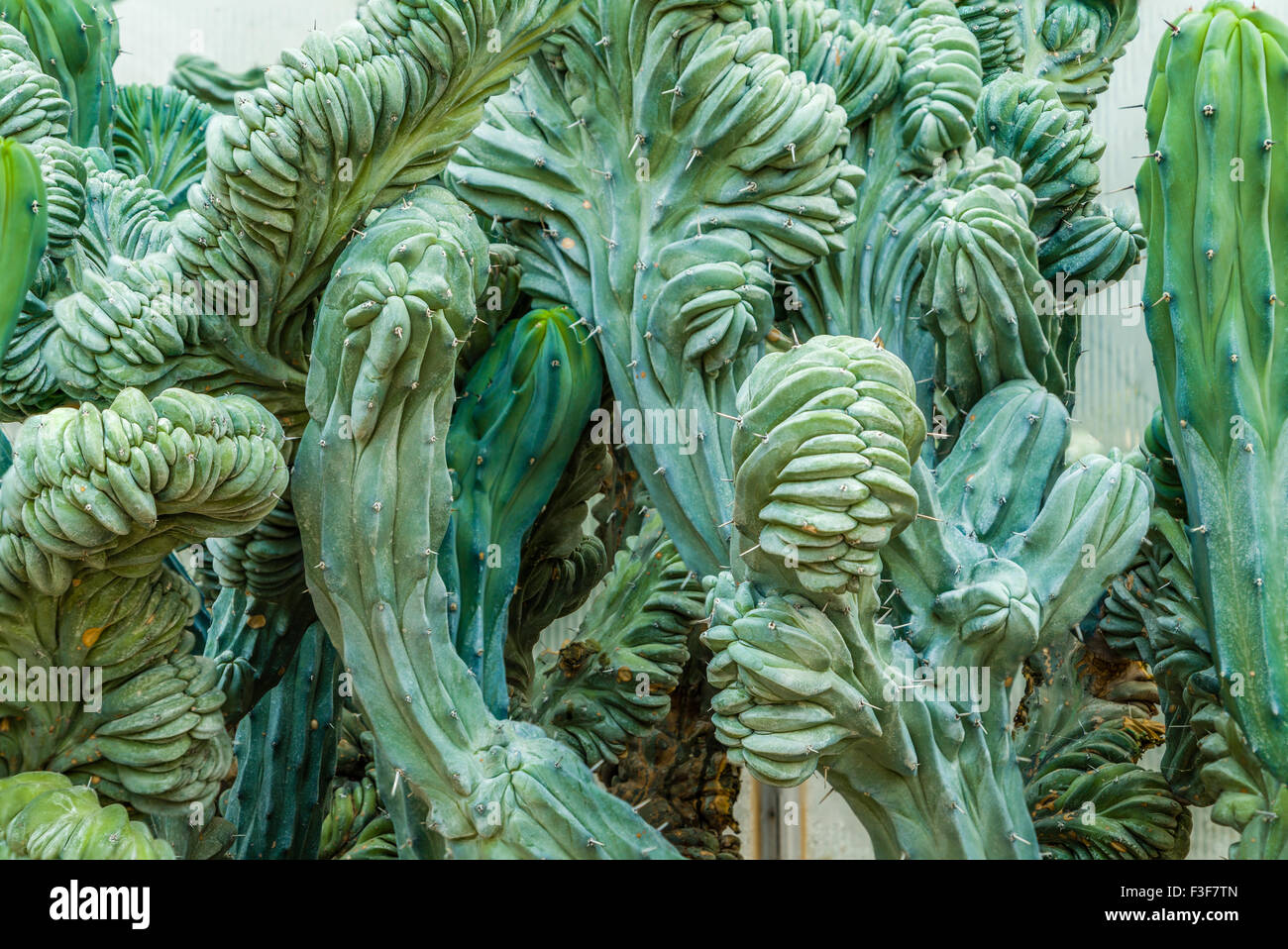Verde cactus succulente con contorti crested pagaie Foto Stock