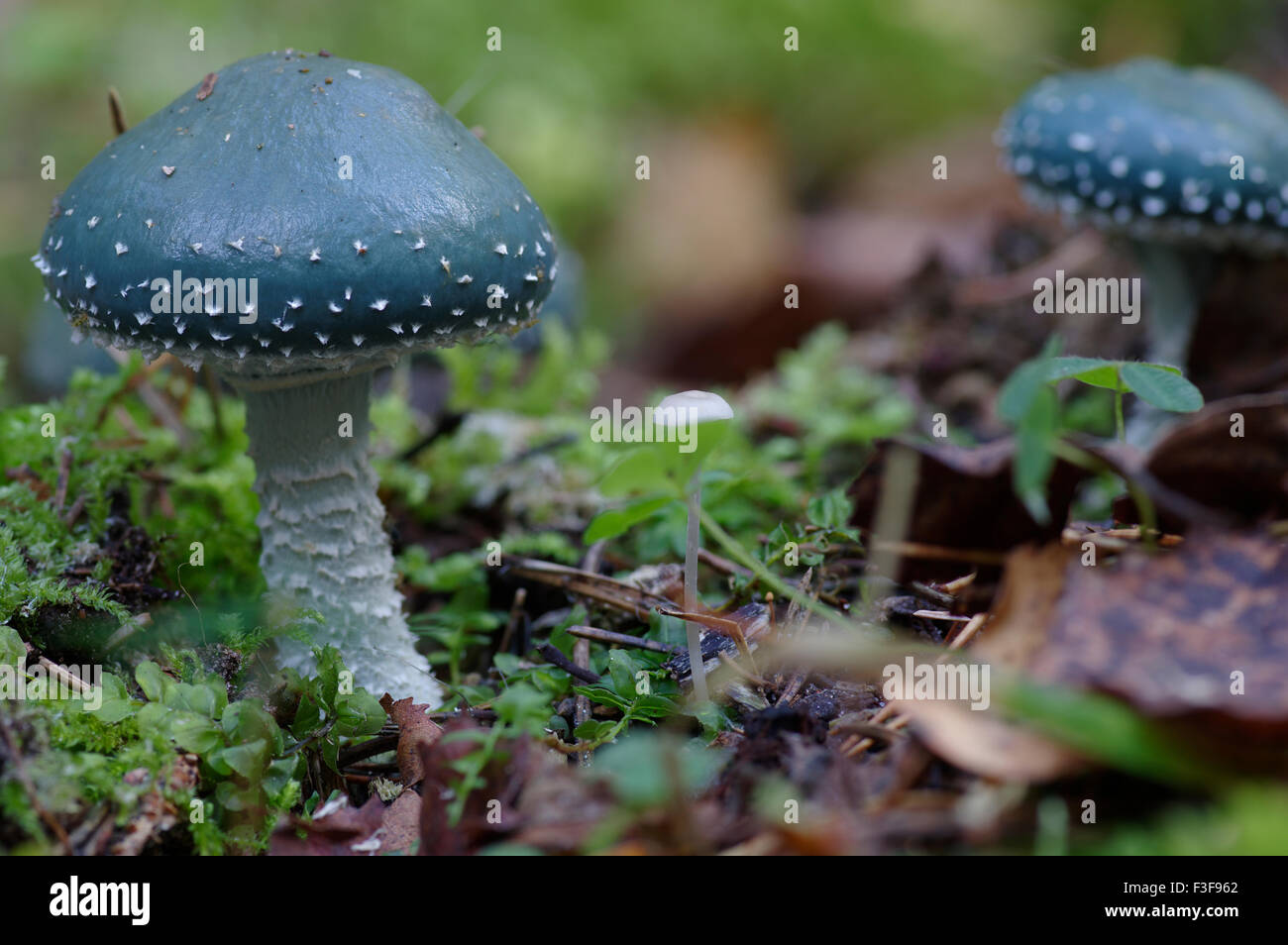 Stropharia caerulea blu-verde, funghi, Estonia, 06 ottobre, 2015 Foto Stock