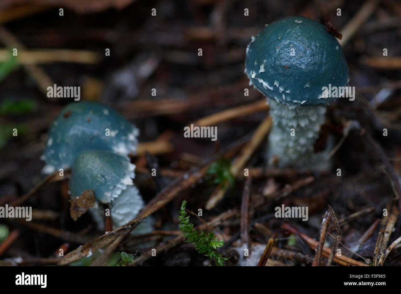 Stropharia caerulea blu-verde, funghi, Estonia, 06 ottobre, 2015 Foto Stock