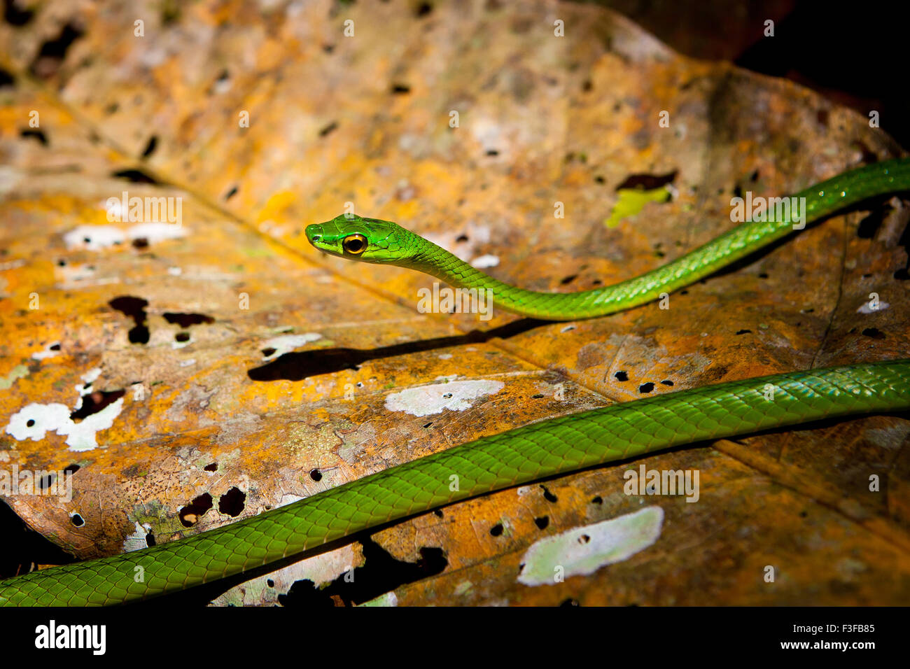 Panama fauna selvatica con un serpente verde vite, Oxybelis fulgidus, sul pavimento della foresta pluviale nel parco nazionale di Chagres, lungo il vecchio Camino Real Trail, Panama. Foto Stock