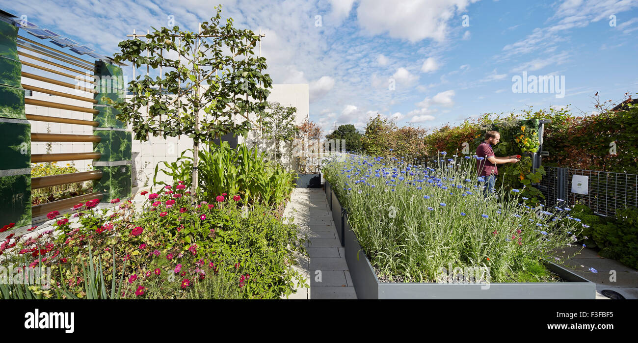 Tetto panoramico terrazza con giardini. Greenwich School of Architecture, Londra, Regno Unito. Architetto: Heneghan Peng Archita Foto Stock