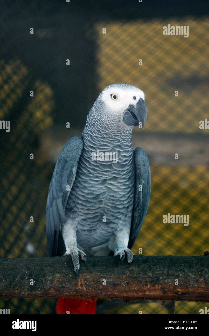 Gray Parrot (Psittacus erithacus) Foto Stock