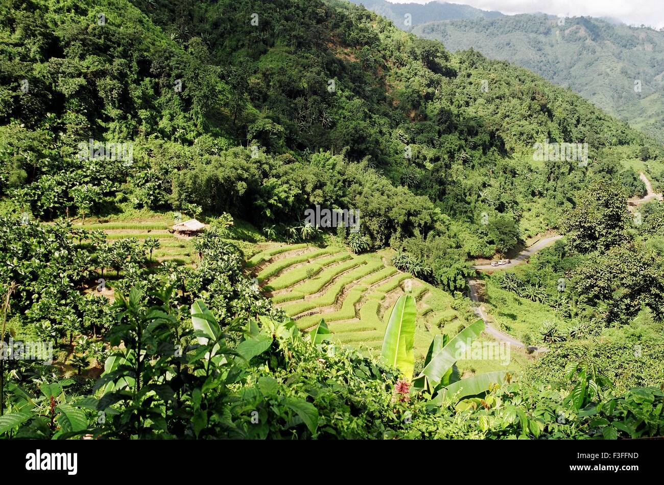 Campo a schiera verde ; valle del Kullu ; Kulu ; Kullu ; Himachal Pradesh ; India ; Asia ; Asia ; indiano Foto Stock